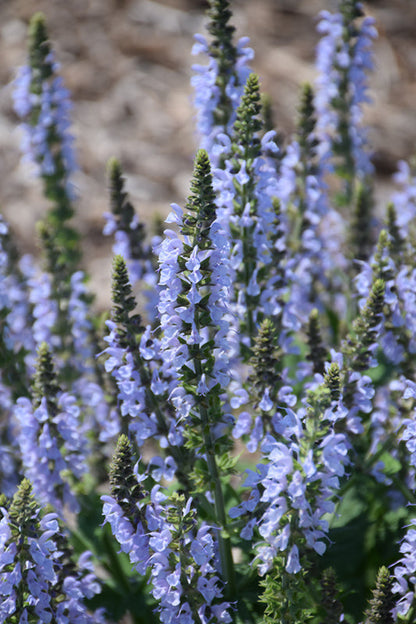 Blue Sage - 4" Sustainably Harvested -- by Moon Water Apothecary!